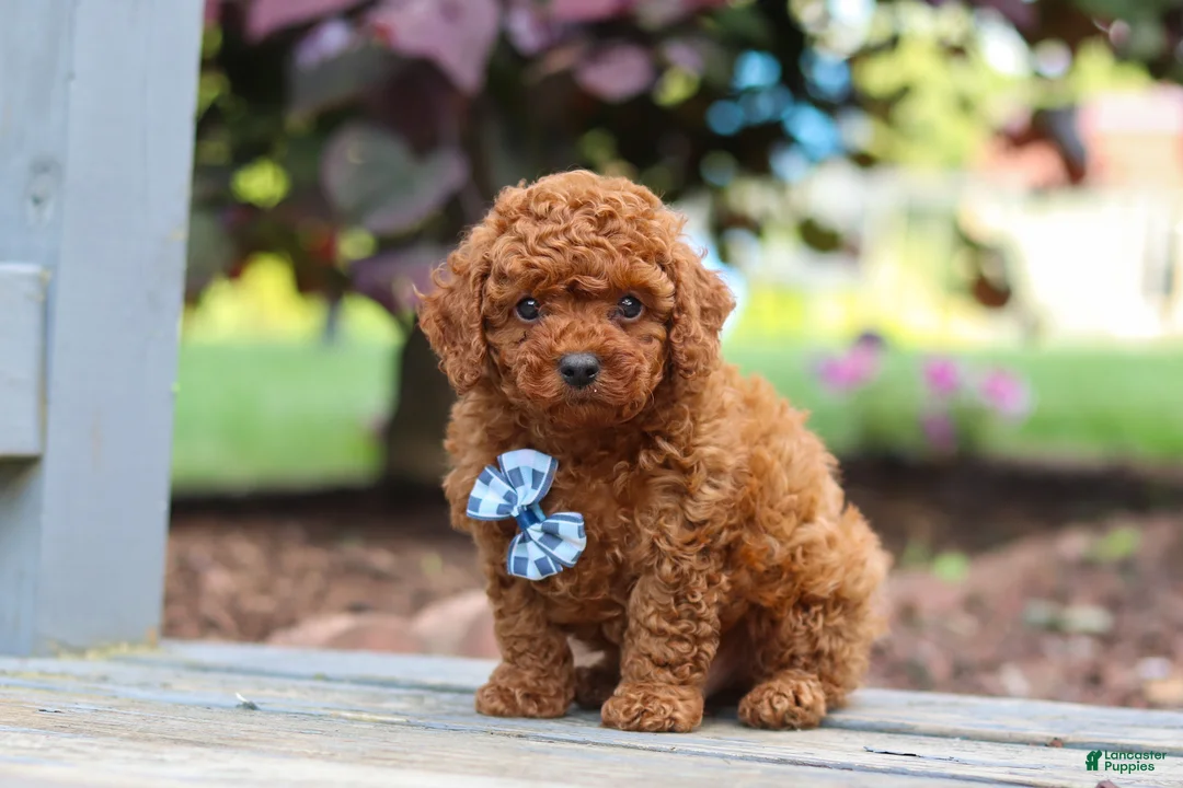 Cavapoo dogs for sale: Kai - Ad 2