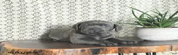 Cane Corso dogs for sale: Blu  - Ad 5