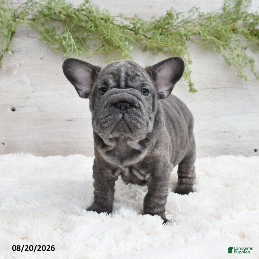 French Bulldog dogs Mocha - Ad 2