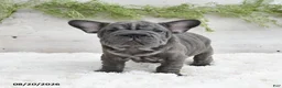 French Bulldog dogs for sale: Mocha - Ad 2