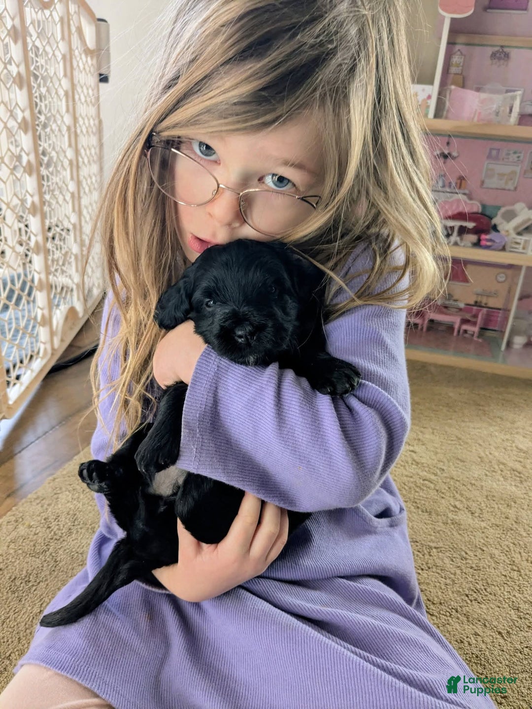 Goldendoodle dogs for sale: Golden Mountain Doodle Puppy 3 - Ad 5