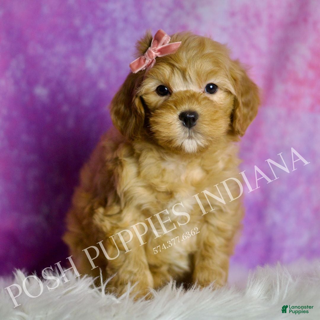 Mini Goldendoodle dogs Bella - Ad 24