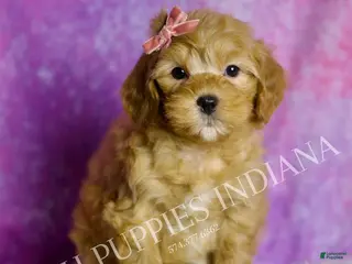 Mini Goldendoodle dogs Bella - Ad 24