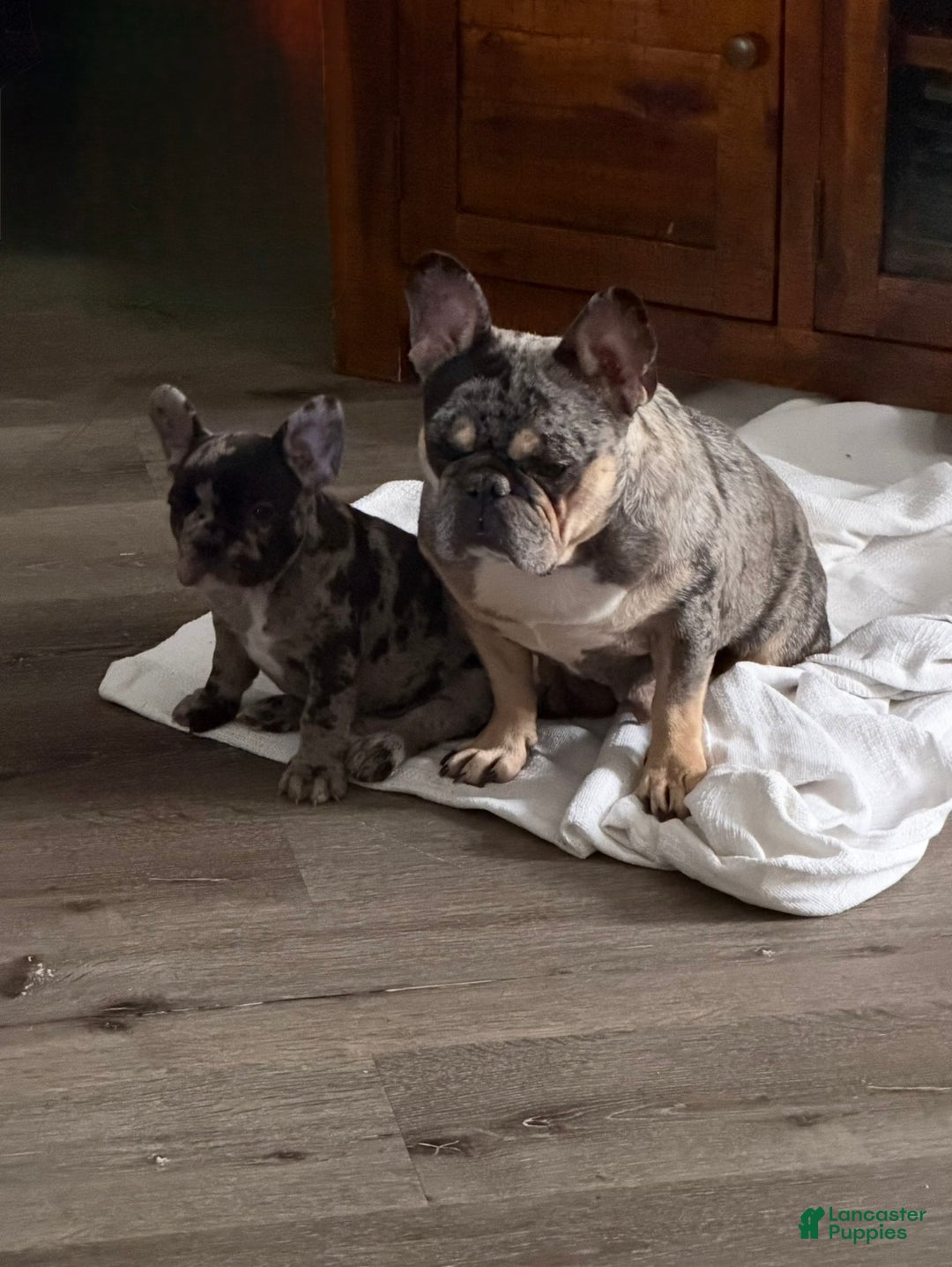 French Bulldog dogs for sale: Petey - Ad 11