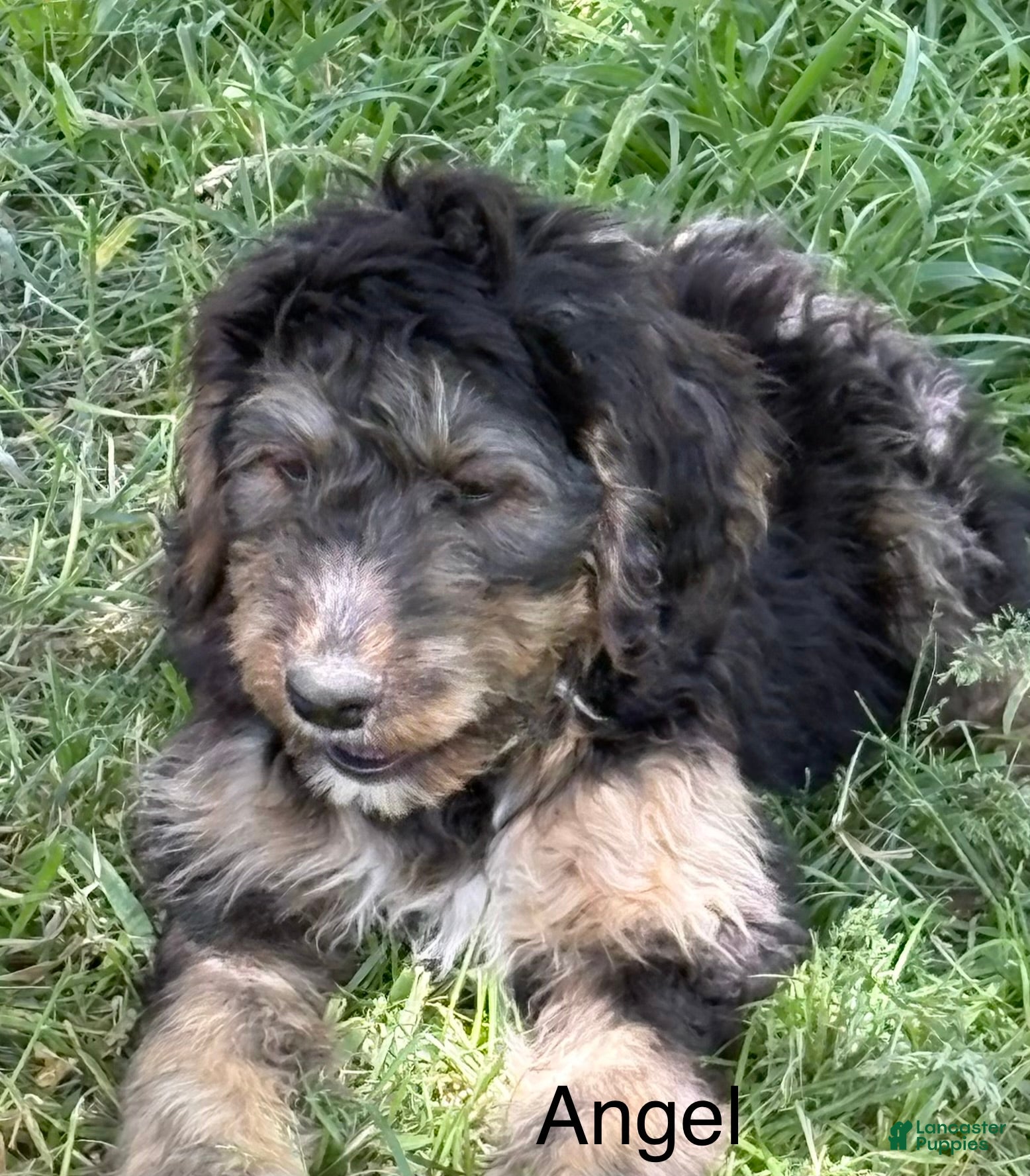 Bernedoodle dogs for sale: Bernedoodle Puppy 6 - Ad 3