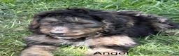 Bernedoodle dogs for sale: Bernedoodle Puppy 6 - Ad 1