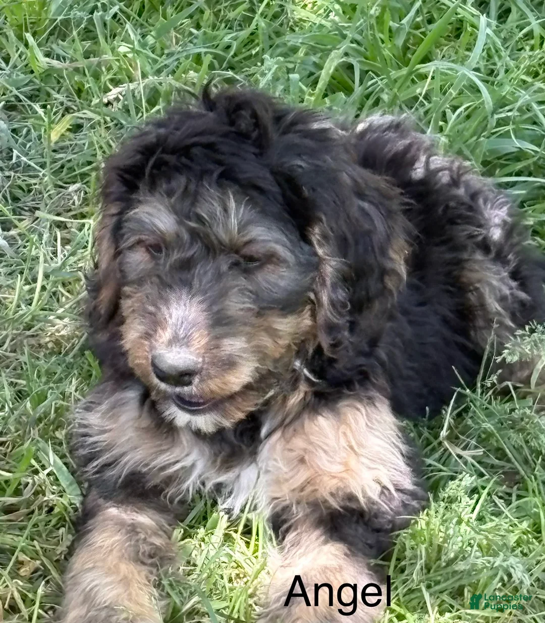 Bernedoodle dogs for sale: Bernedoodle Puppy 6 - Ad 1