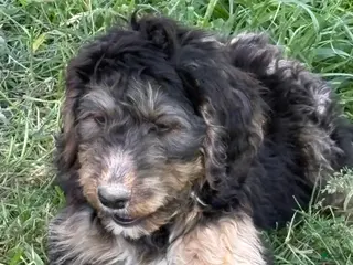 Bernedoodle dogs for sale: Bernedoodle Puppy 6 - Ad 3