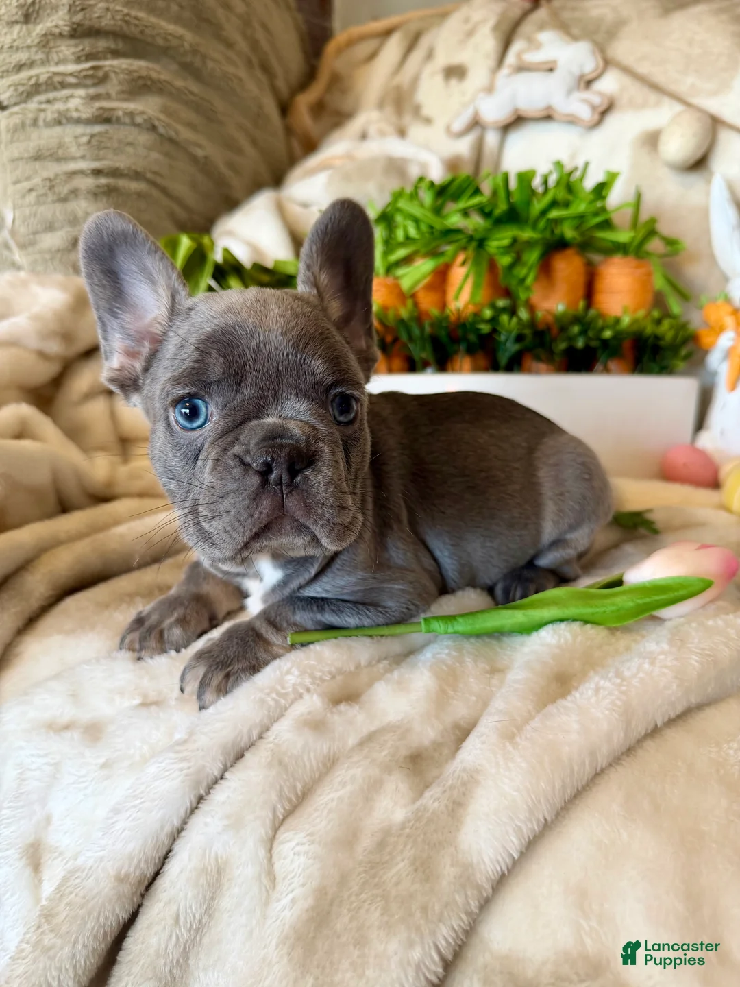 French Bulldog dogs for sale: French Bulldog Puppy 1 - Ad 1