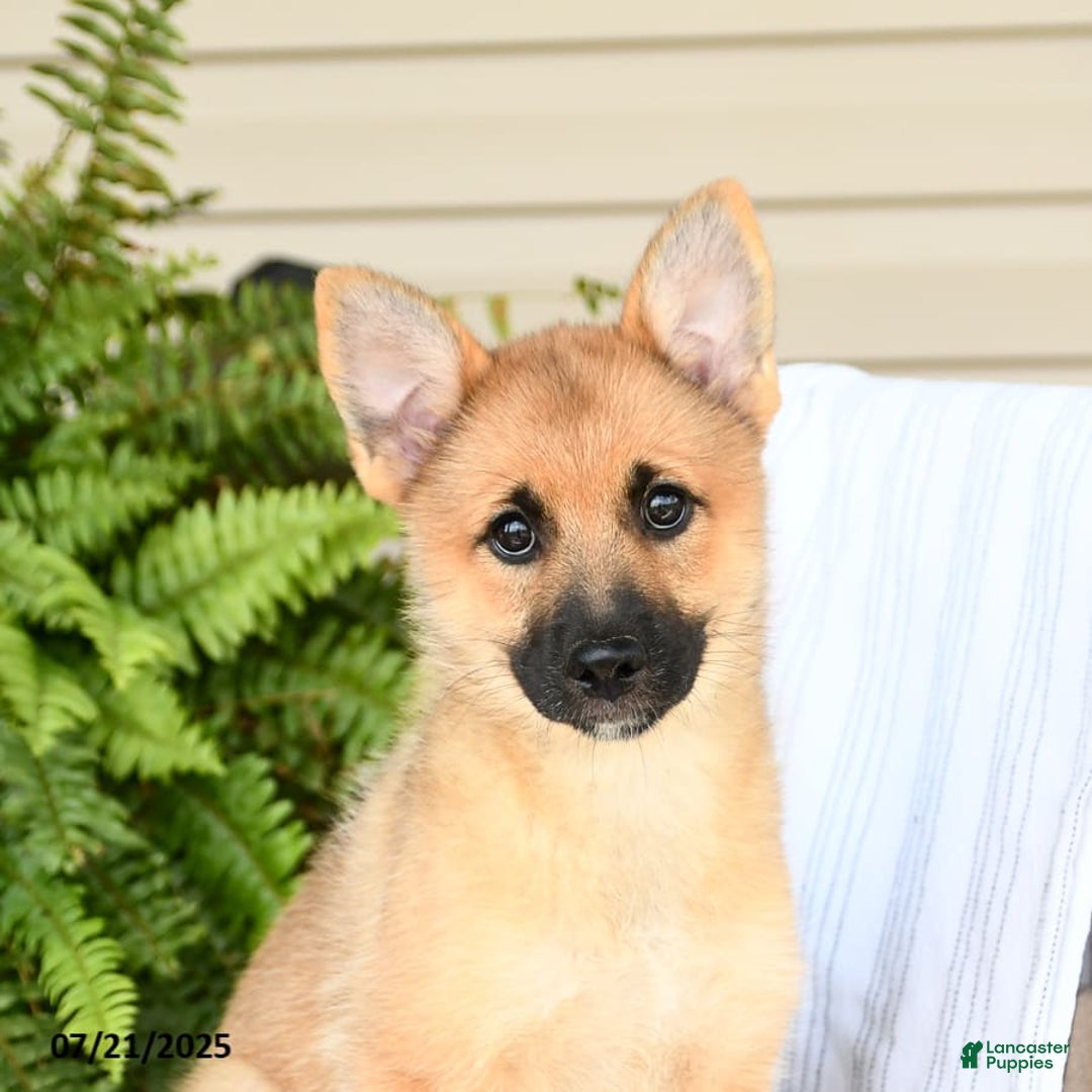 Mixed Breed dogs for sale: Tricky - Ad 17