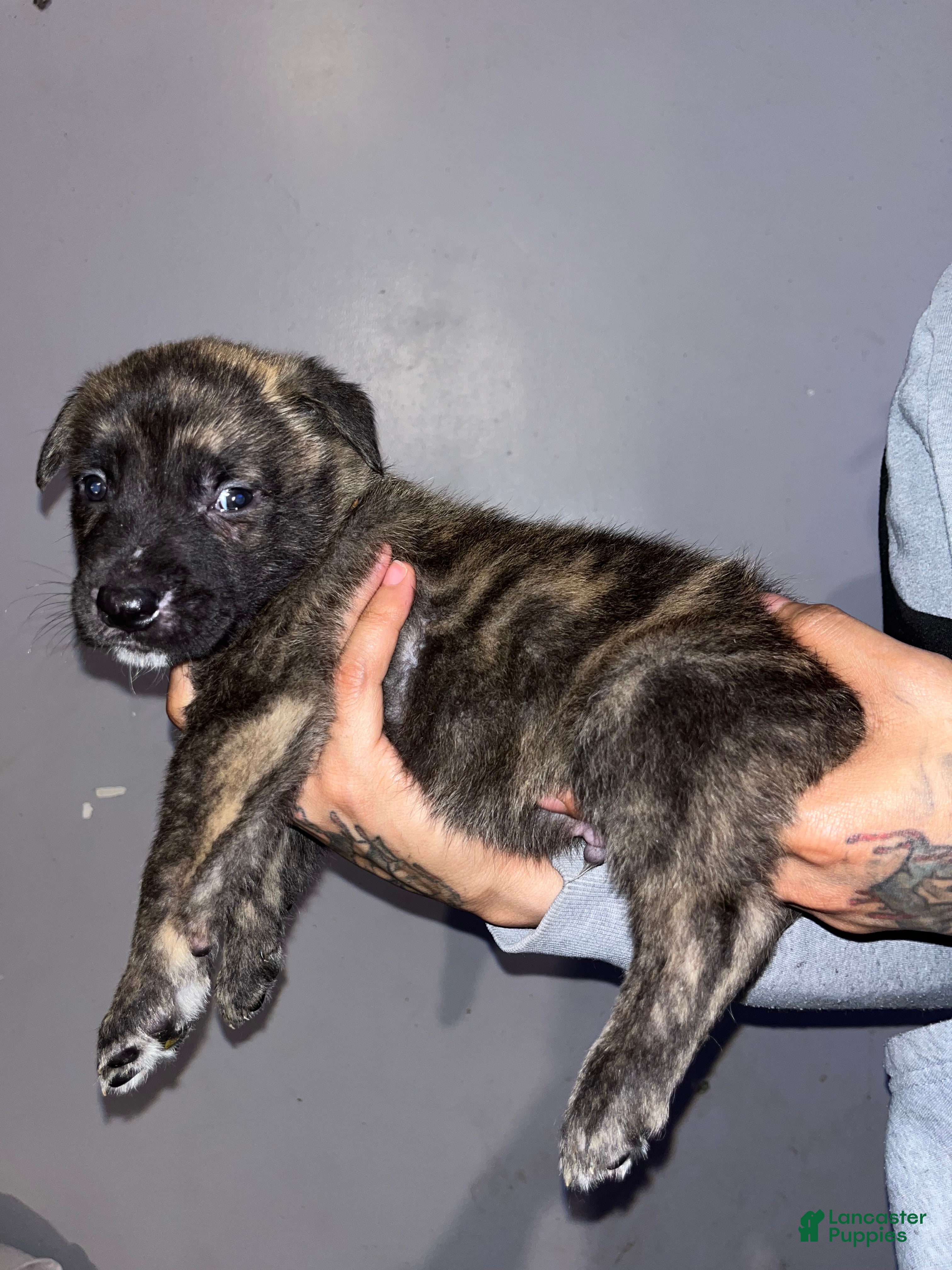 Mixed Breed dogs Black - Ad 2