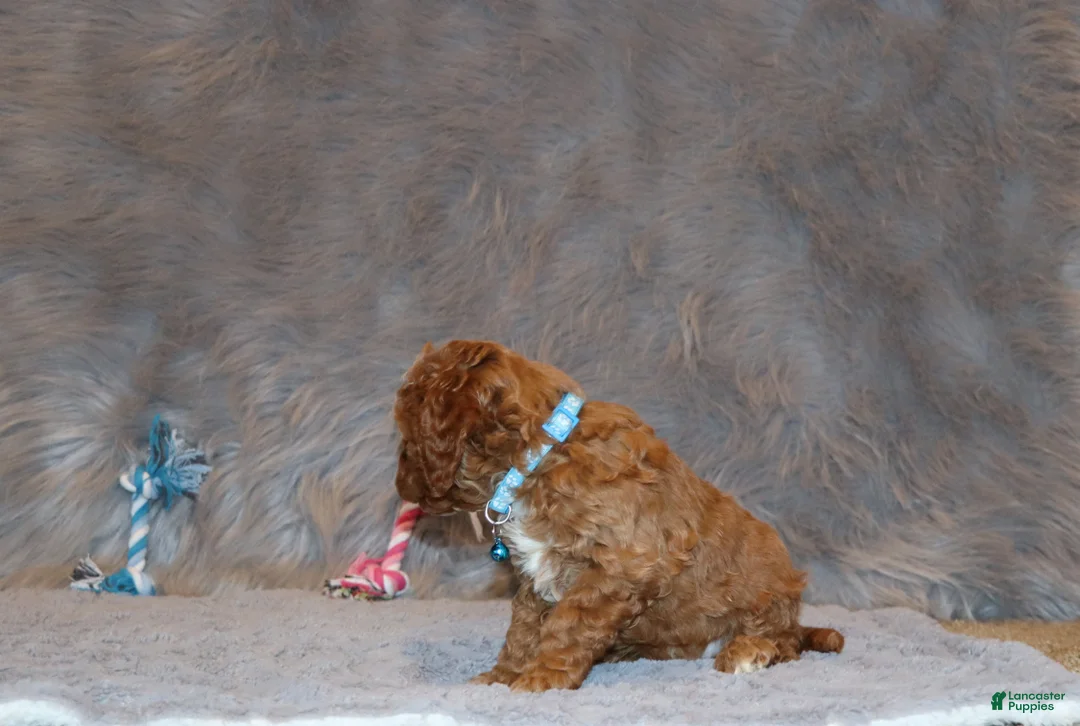 Mini Goldendoodle dogs for sale: Thomas 💙 Micro Miniature - Ad 27