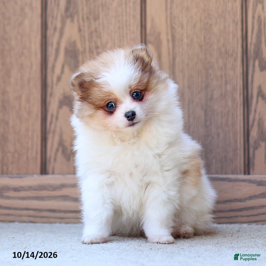 Pomeranian dogs for sale: Tiffany - Ad 2