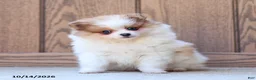 Pomeranian dogs for sale: Tiffany - Ad 2
