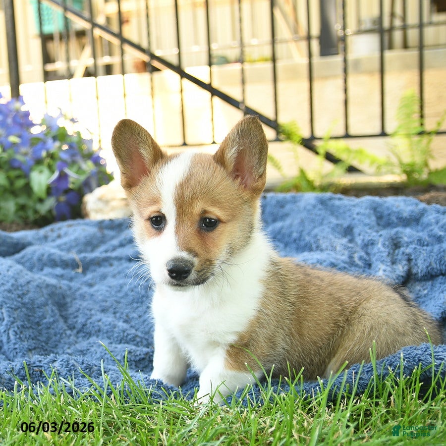 Welsh Corgi Pembroke dogs for sale: Rosemary  - Ad 4