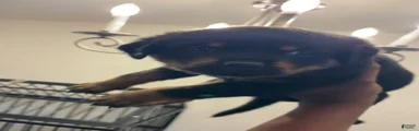 Rottweiler 3