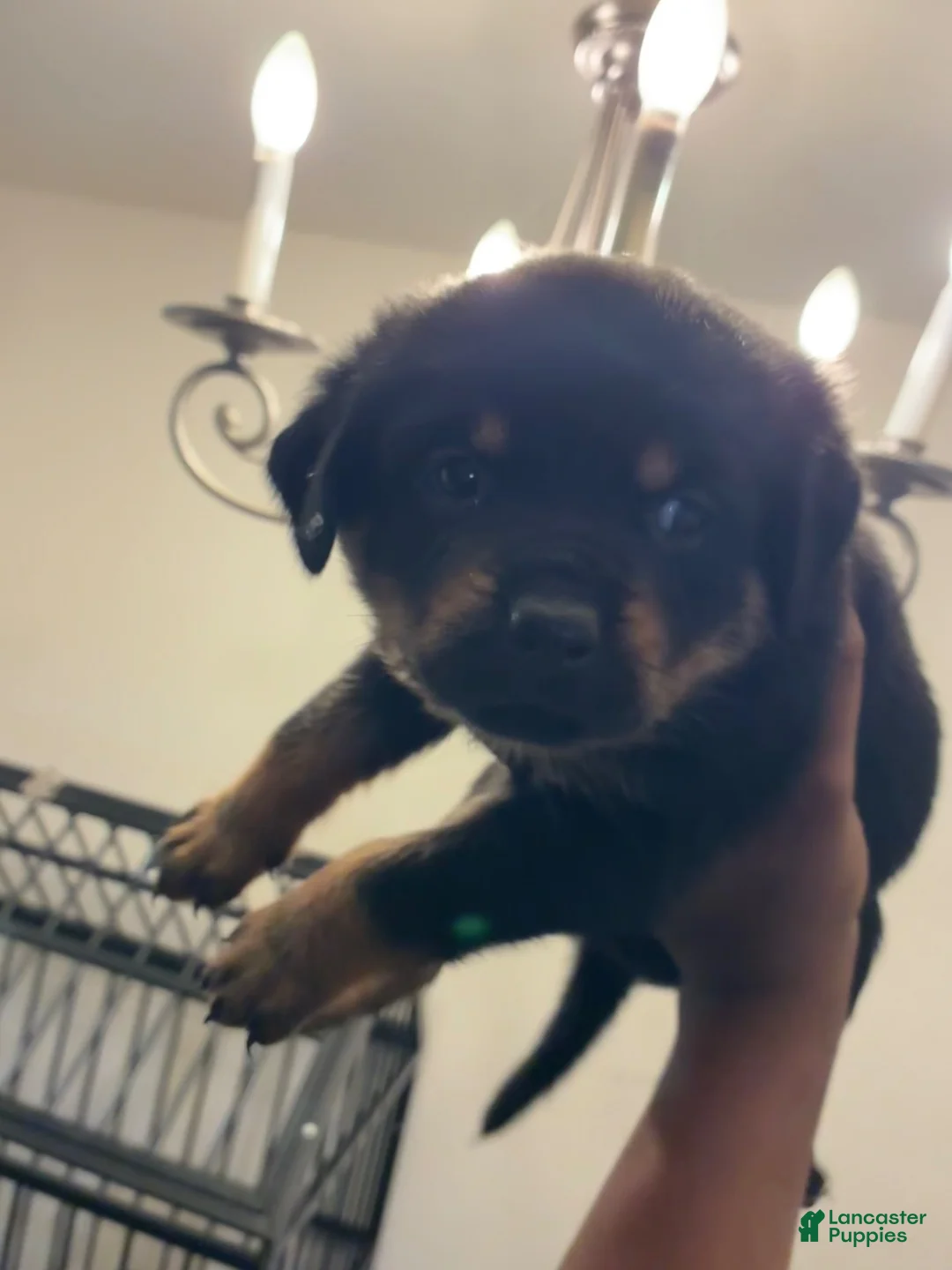 Rottweiler dogs for sale: Rottweiler 3 - Ad 1