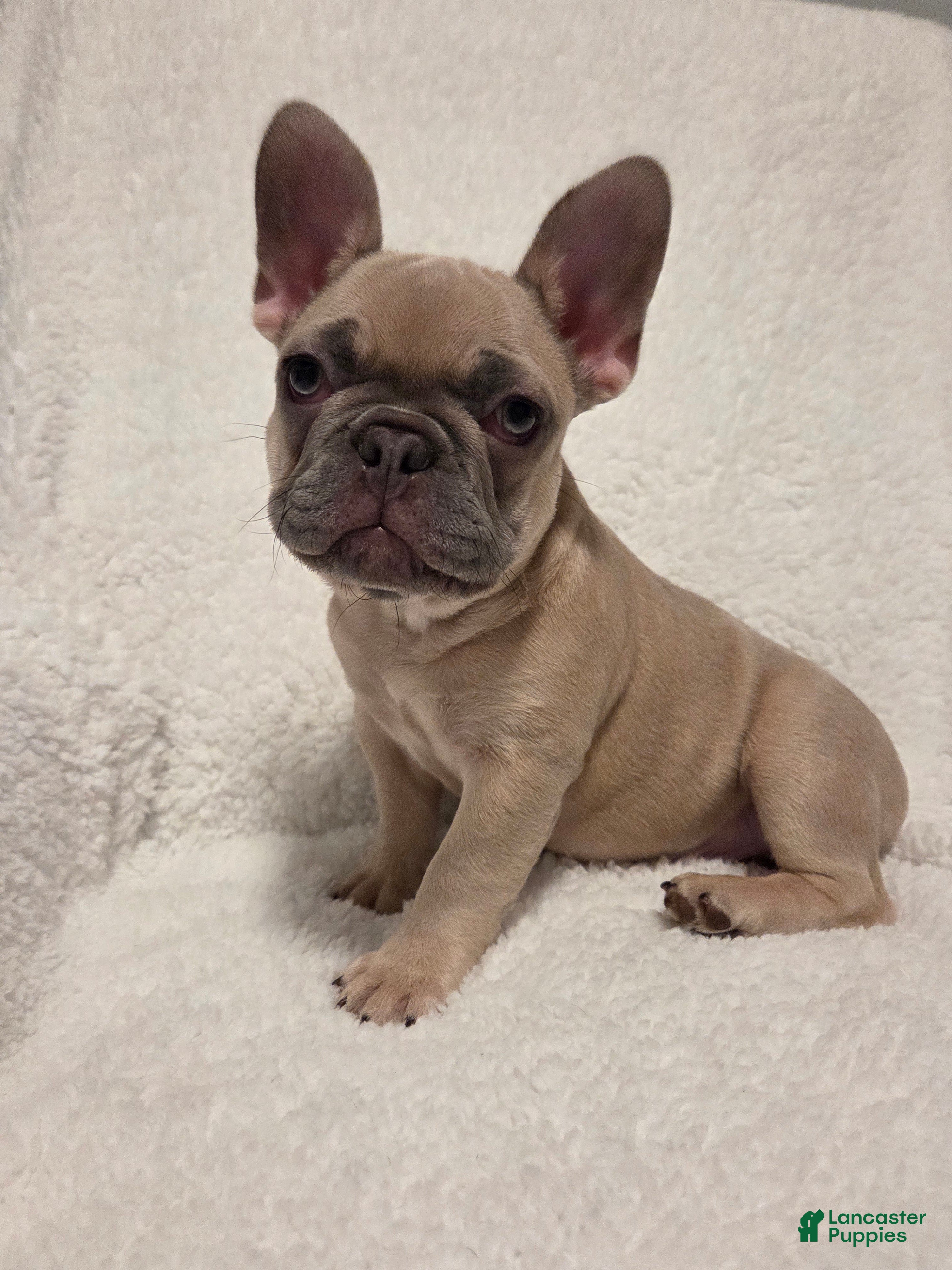French Bulldog dogs French Bulldog Puppy 1 - Ad 36