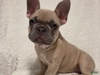 French Bulldog dogs French Bulldog Puppy 1 - Ad 40