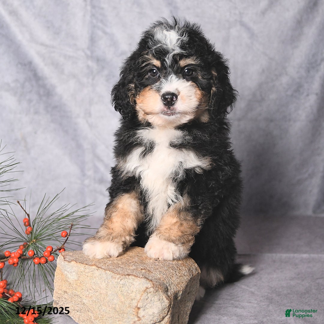 Bernedoodle dogs for sale: Chief - Ad 4