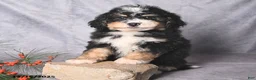 Bernedoodle dogs for sale: Chief - Ad 4