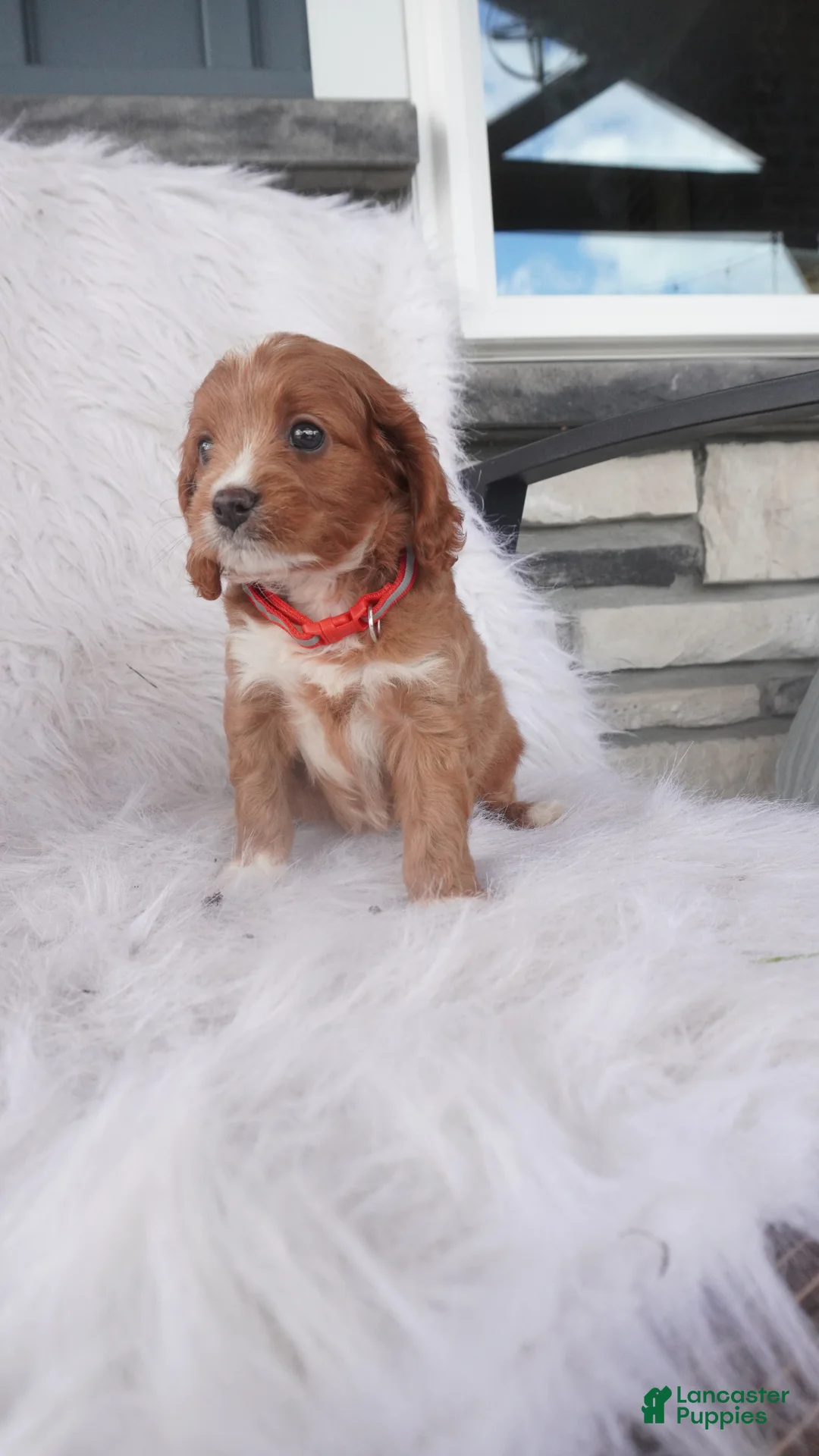 Cavapoo dogs for sale: Sport  - Ad 1