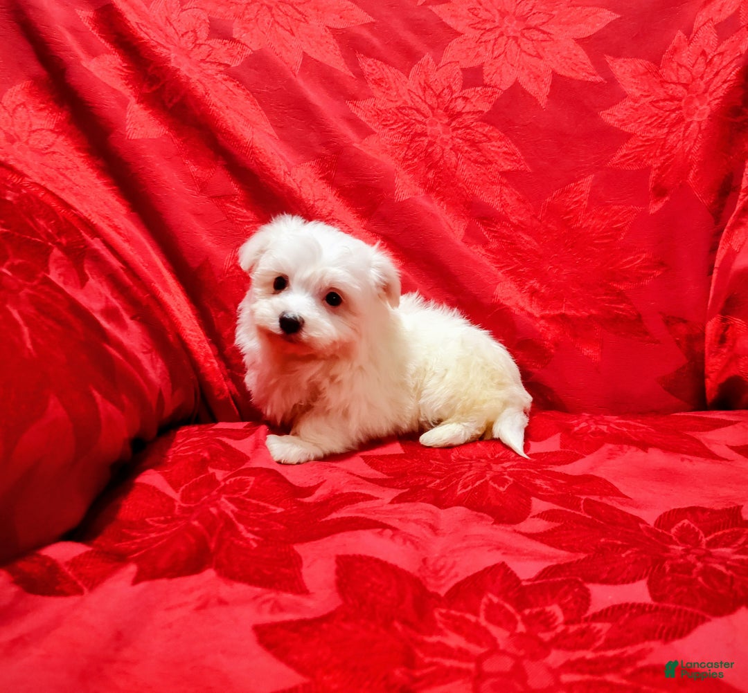 Maltese dogs for sale: Jewels - Ad 3
