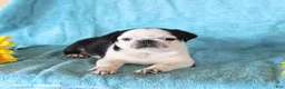 Pug dogs for sale: Sprinkle - Ad 1