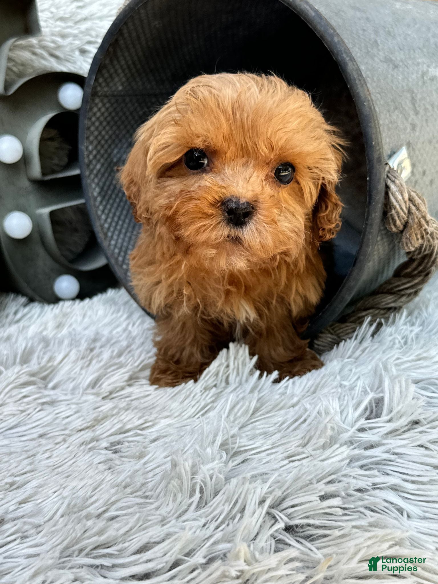 Cavapoo dogs Apple - Ad 9