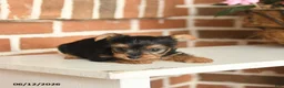 Yorkshire Terrier dogs for sale: Beauty - Ad 3