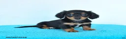 Miniature Dachshund dogs for sale: Cora  - Ad 3