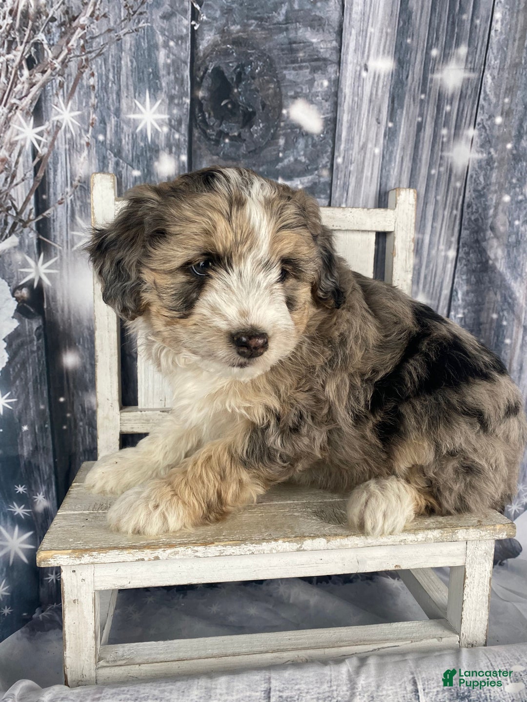 Aussiedoodle dogs for sale: Luke - Ad 15