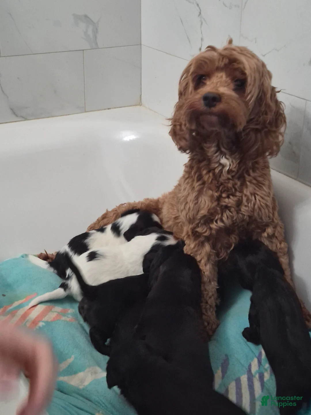 English Springer Spaniel dogs for sale: English Springer Spaniel Puppy 2 - Ad 2