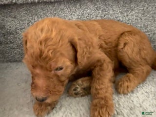 Standard Poodle dogs - Ad 16