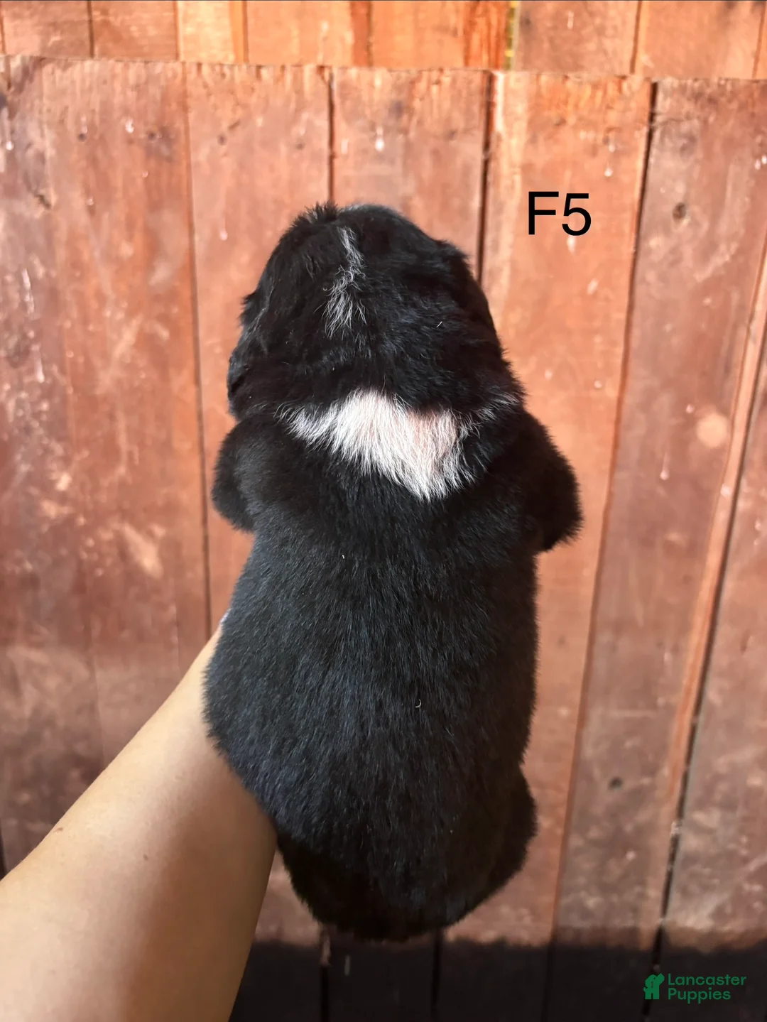 Bernese Mountain Dog dogs for sale: Bernese Mountain Dog f5 - Ad 2