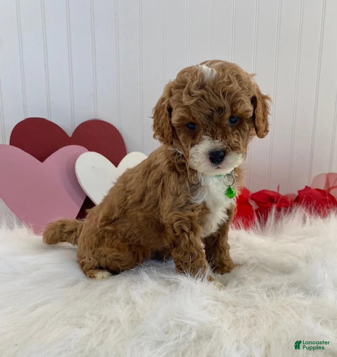 Cavapoo dogs for sale: Dawson - Ad 5