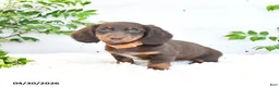 Miniature Dachshund dogs for sale: Manny - Ad 4