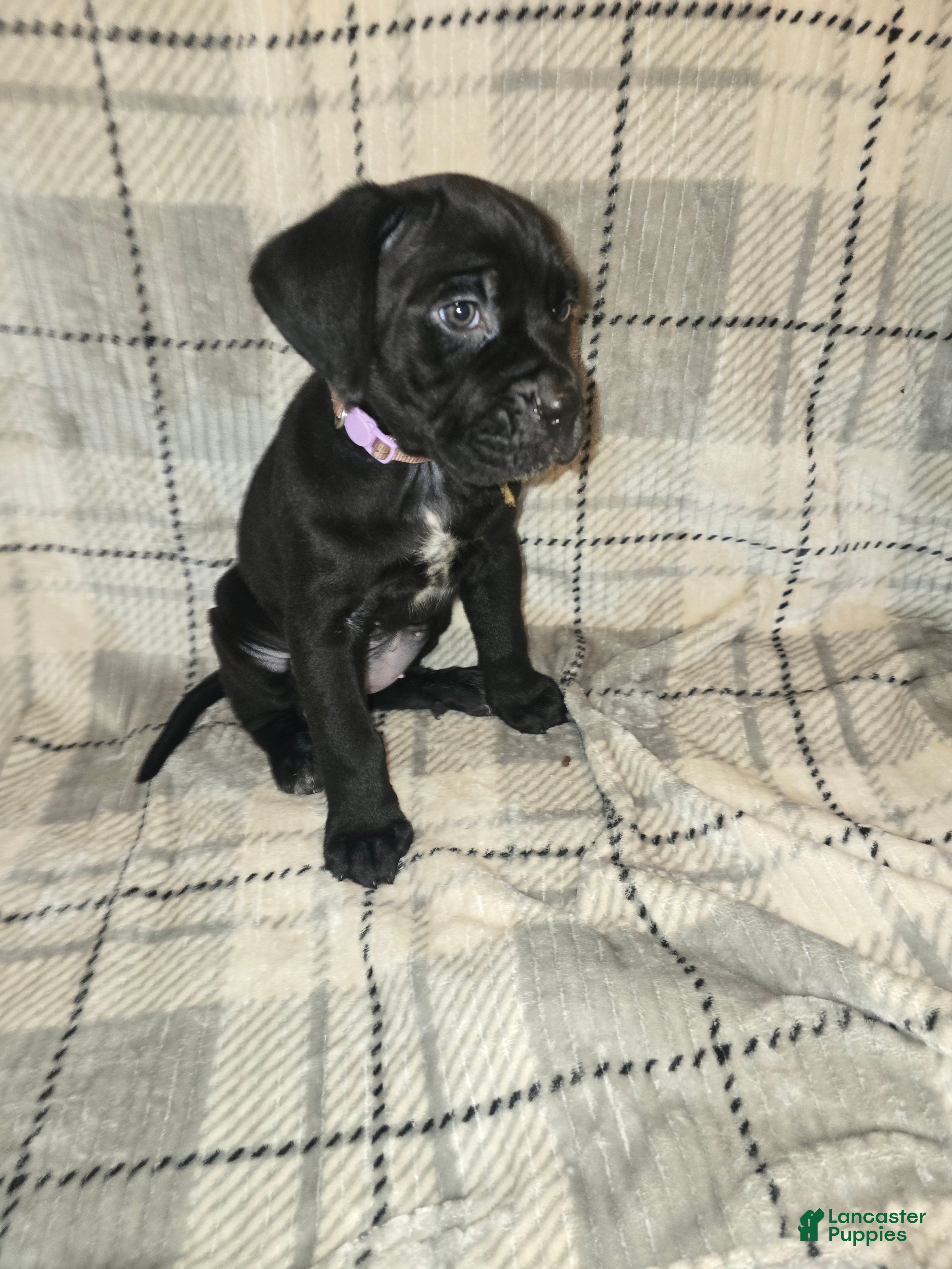 Cane Corso dogs Eve - Ad 2