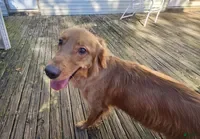 Golden Retriever dogs for sale: Brutus ( 1 yr old) - Ad 16