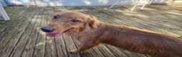 Golden Retriever dogs for sale: Brutus ( 1 yr old) - Ad 1