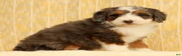 Mini Bernedoodle dogs for sale: Stormy - Ad 3