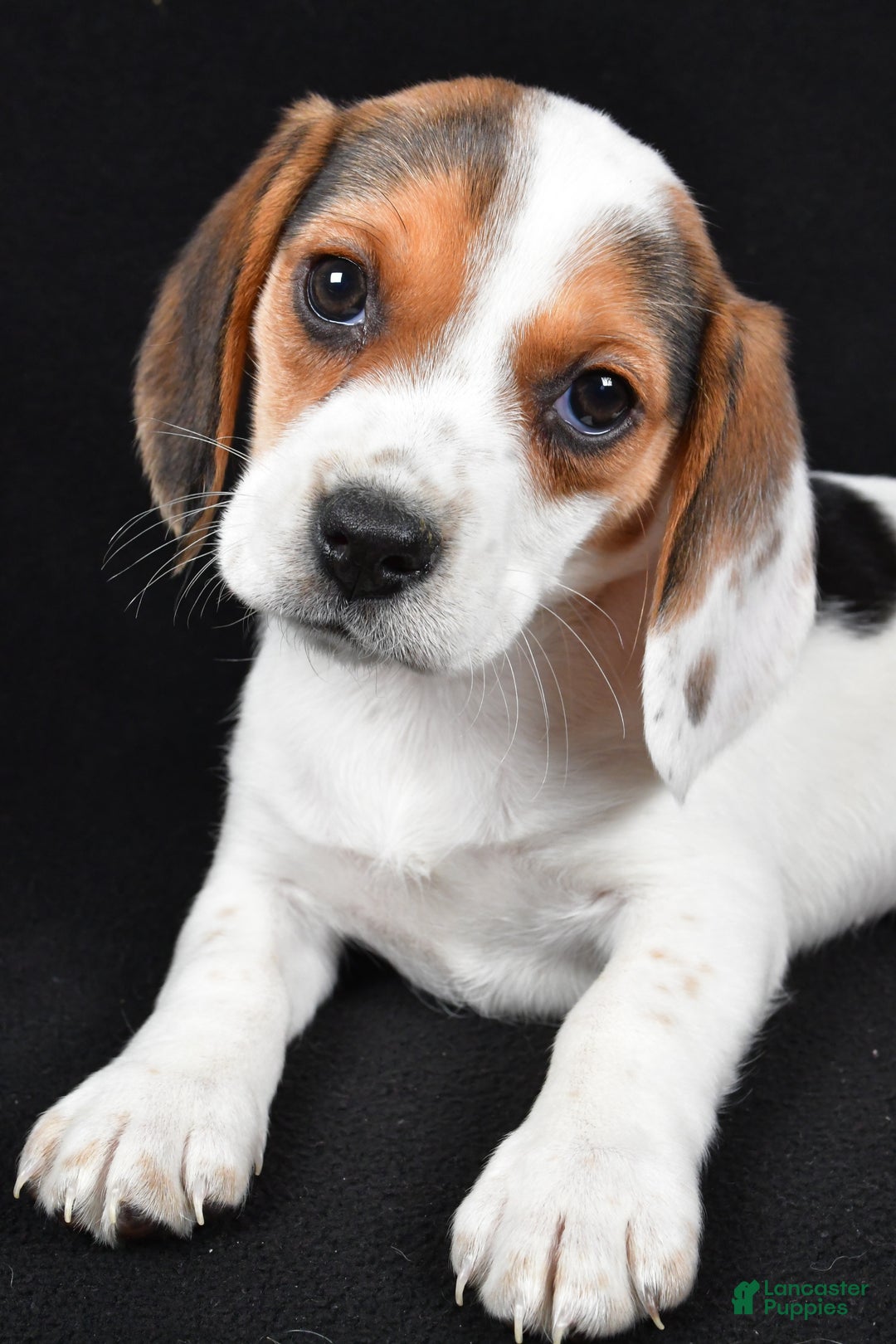 Beagle dogs for sale: Abby - Ad 3