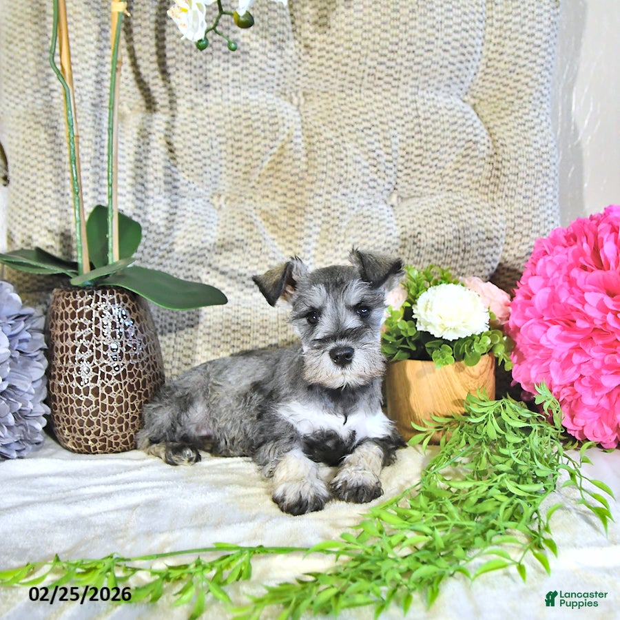 Miniature Schnauzer dogs Myla - Ad 2