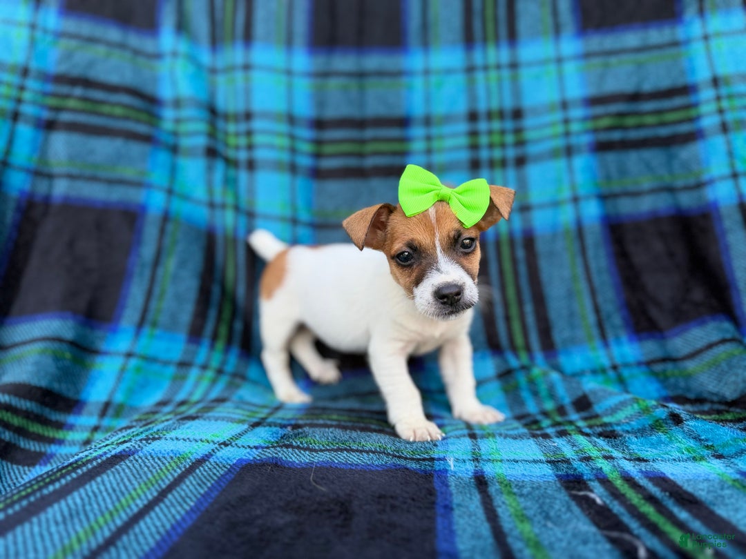 Jack Russell Terrier dogs for sale: Bree - Ad 3