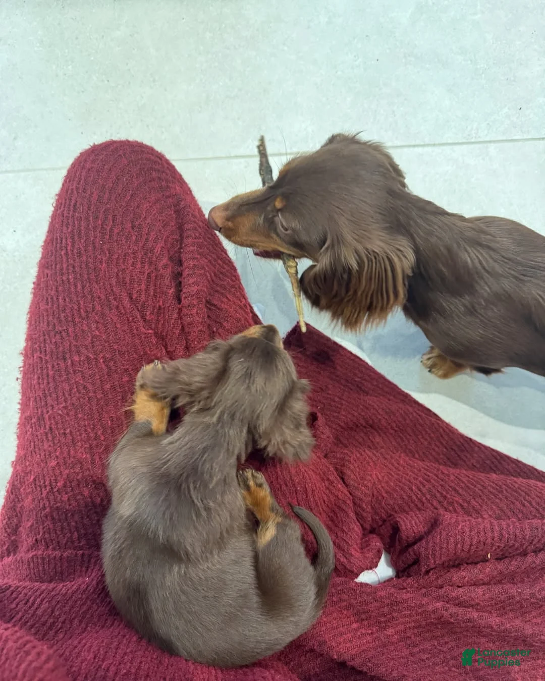 Miniature Dachshund dogs for sale: Miniature Dachshund Puppy 4 - Ad 5