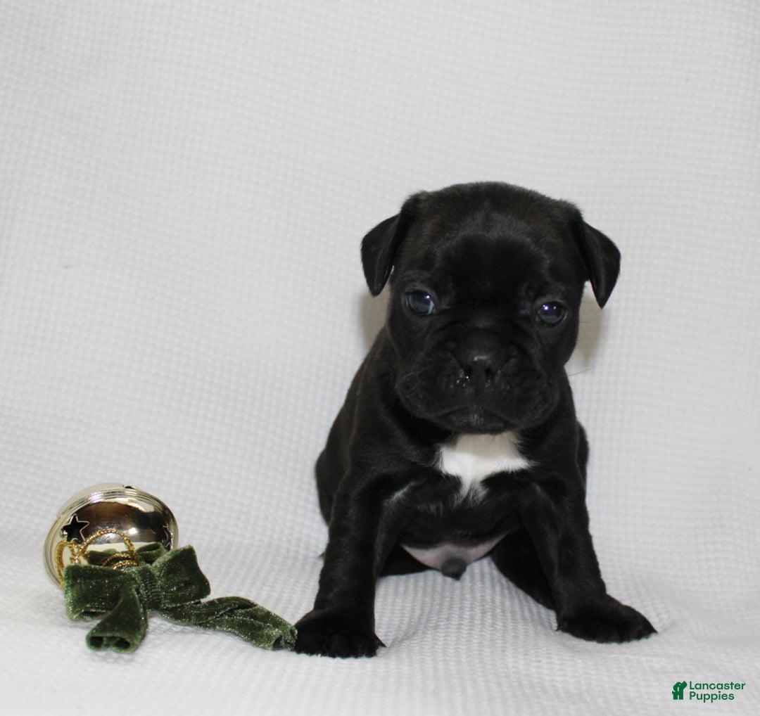 Frenchton dogs for sale: Theo - Ad 2