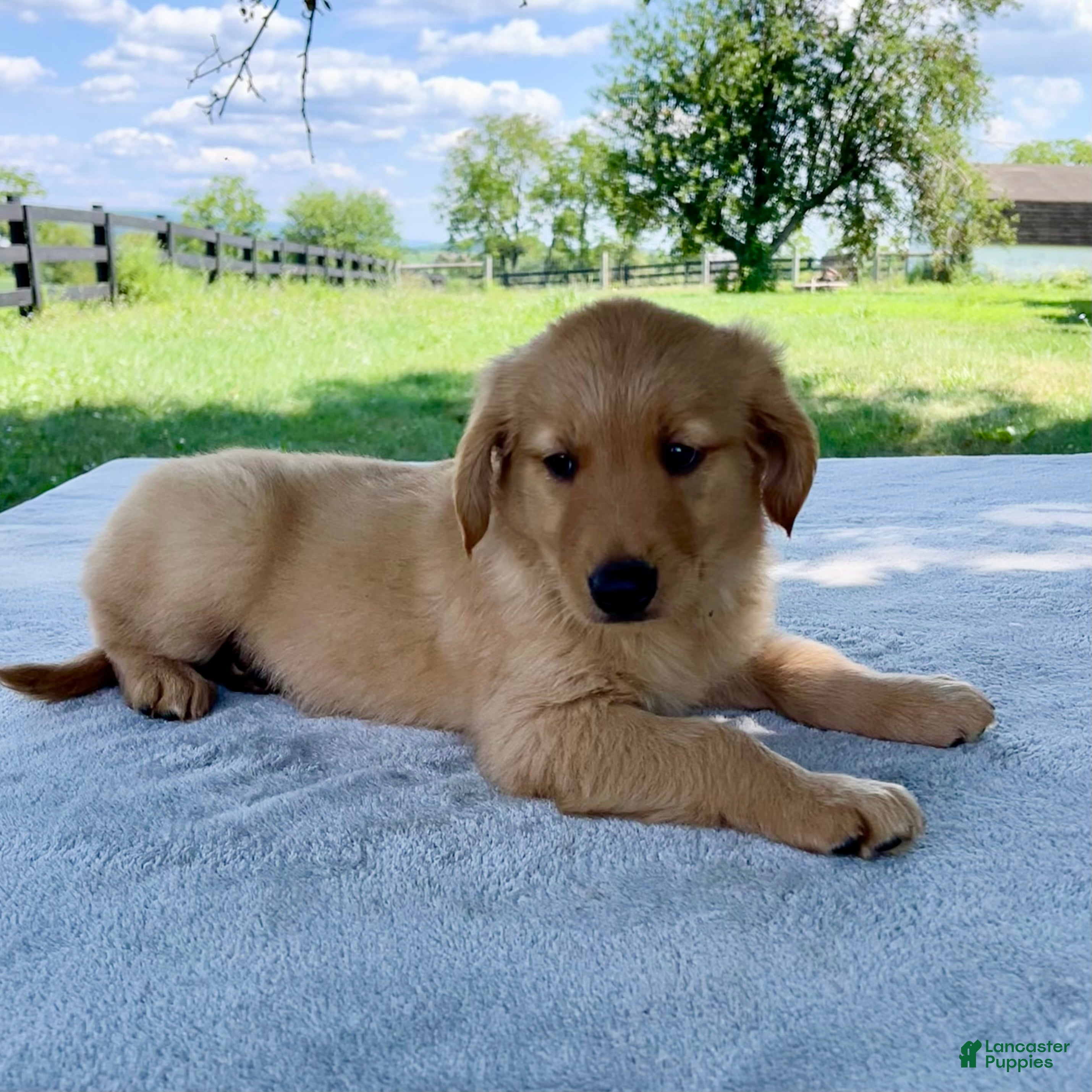 Golden Retriever dogs Dexter - Ad 2