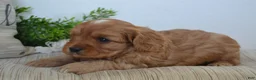 Miniature Poodle dogs for sale: Patches - Ad 8