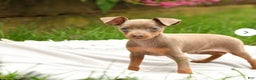 Miniature Pinscher dogs for sale: Miniature Pinscher Puppy 1 - Ad 2