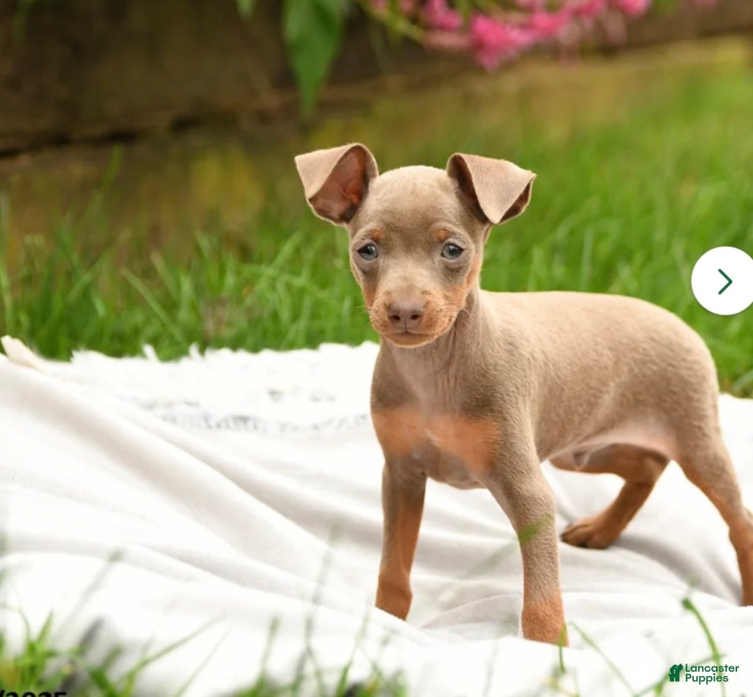 Miniature Pinscher dogs for sale: Miniature Pinscher Puppy 1 - Ad 2